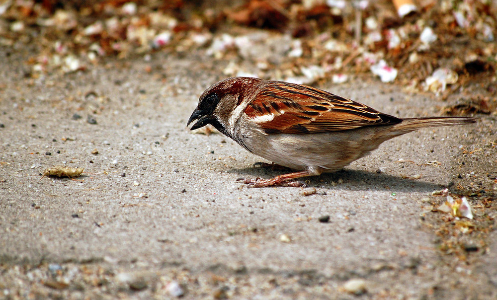 Passer domesticus