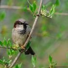 Passer Domesticus