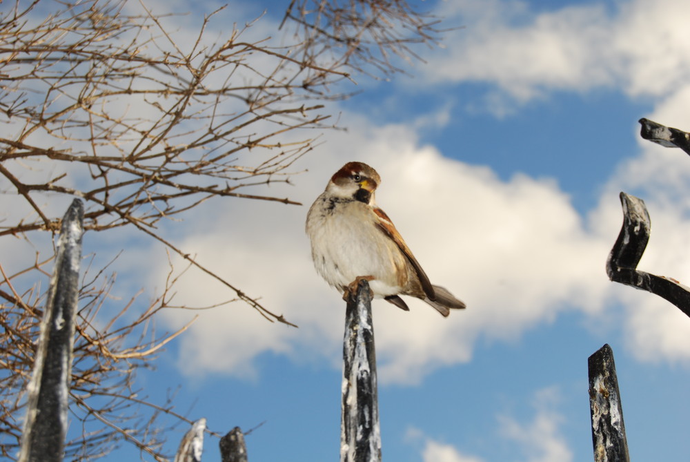 Passer domesticus