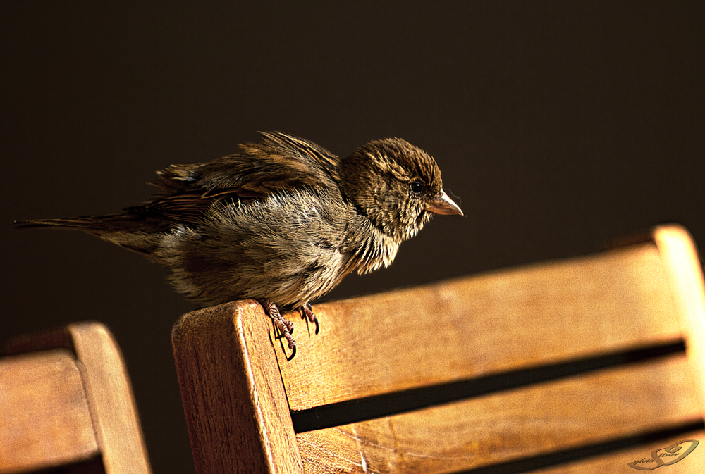 Passer domesticus