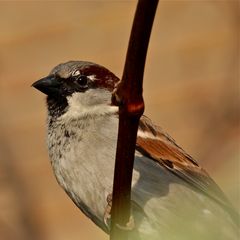 Passer domesticus, der Makro-Spatz - mittlerweile sind sie so zutraulich geworden, . . .