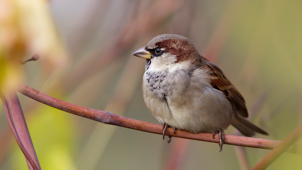 Passer domesticus ...