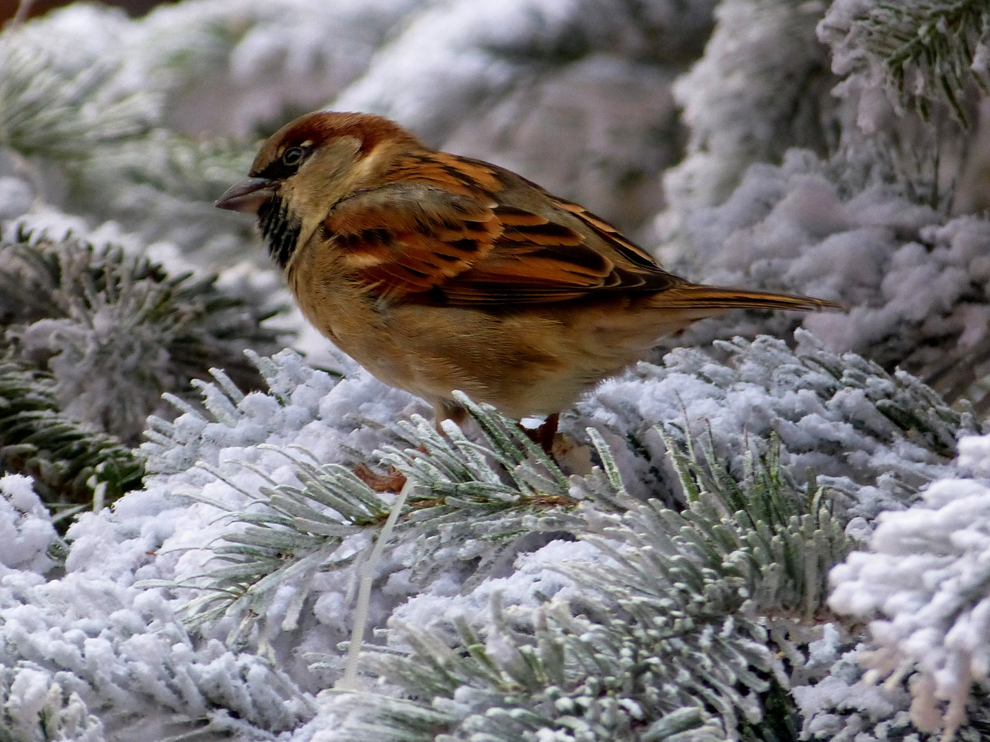 Passer domesticus