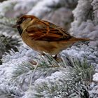 Passer domesticus