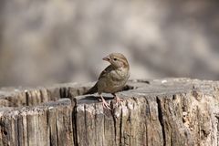 (Passer domesticus) Haussperling