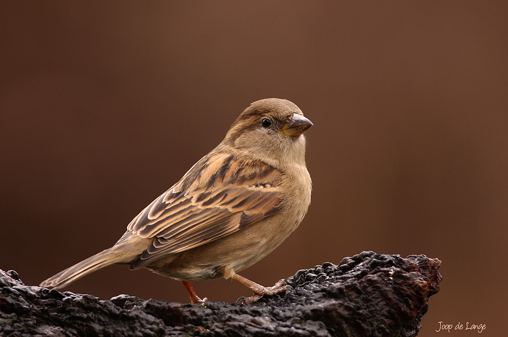 Passer domesticus- House Sparrow