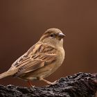 Passer domesticus- House Sparrow