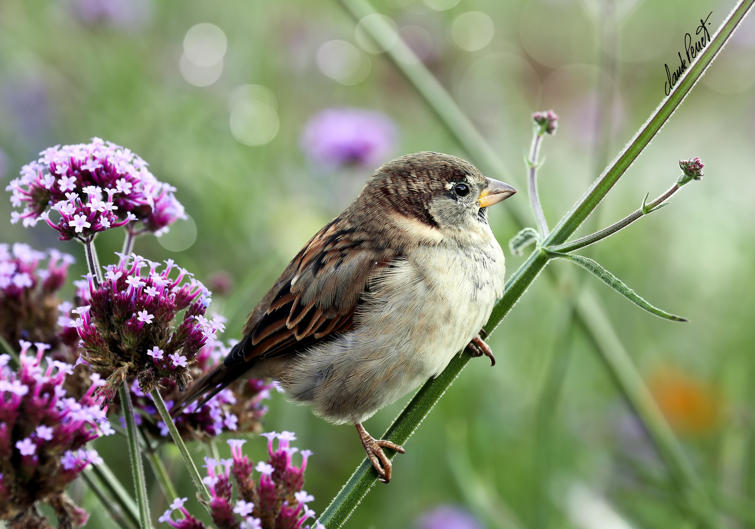 Passer domesticus ( souvenir )