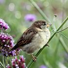 Passer domesticus ( souvenir )