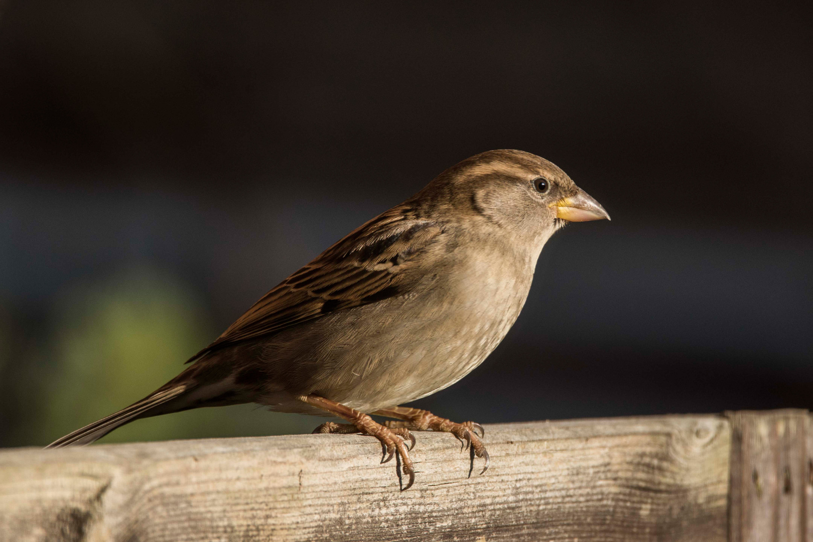 Passer domesticus (w)