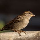 Passer domesticus (w)