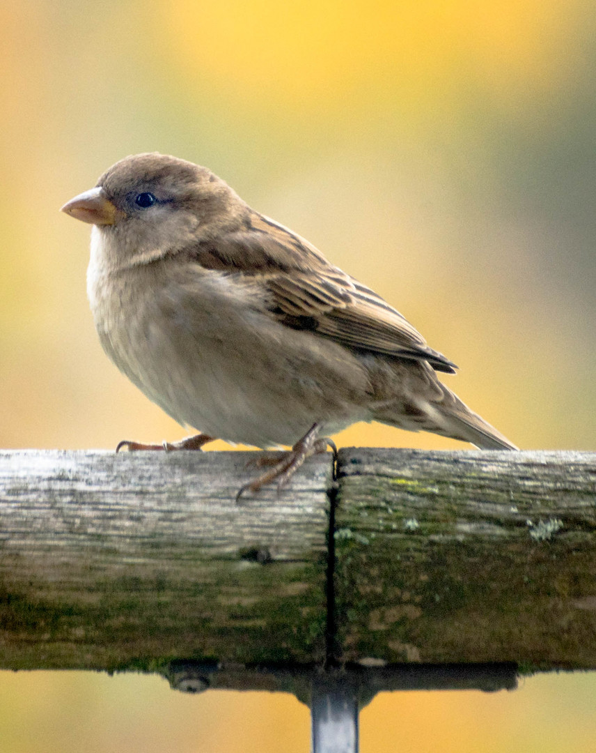 Passer hispaniolensis