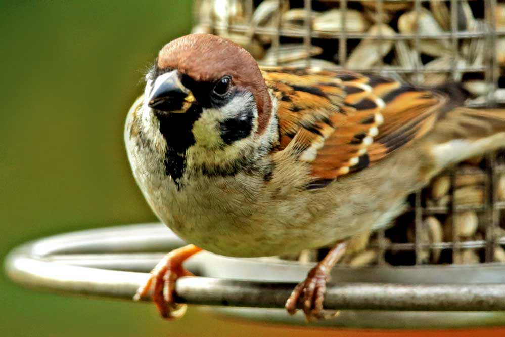 Passer montanus