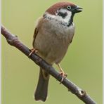 "Passer montanus"