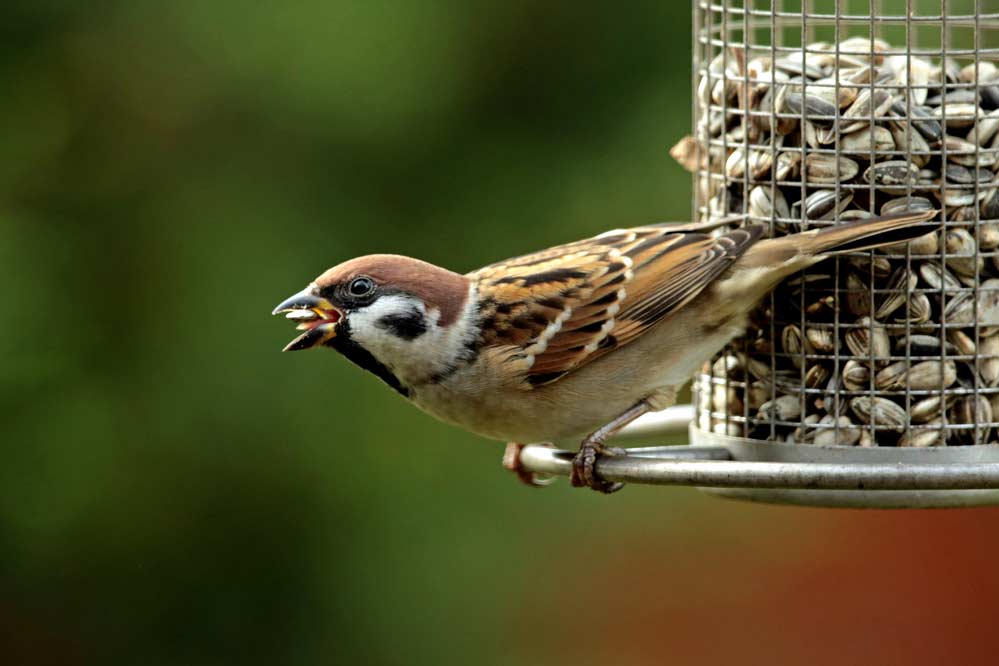 Passer montanus