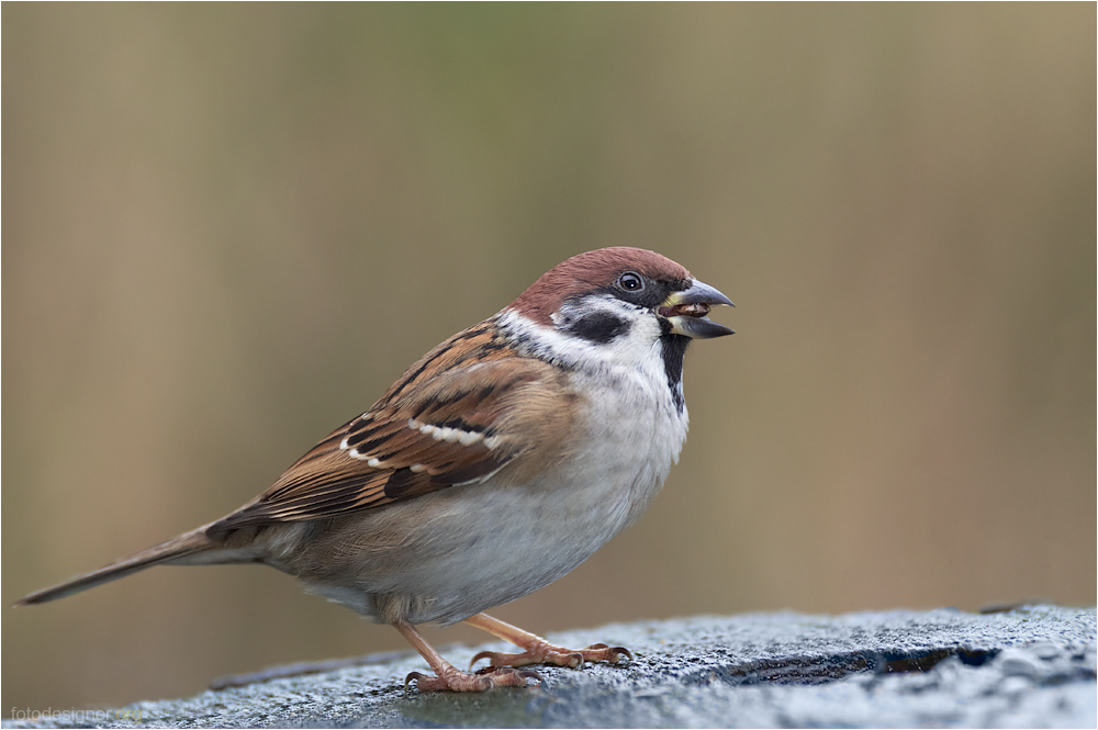 « Passer montanus »