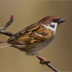 Passer montanus