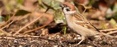 Passer montanus