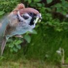 Passer montanus