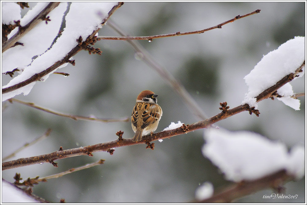 ... Passer montanus ...