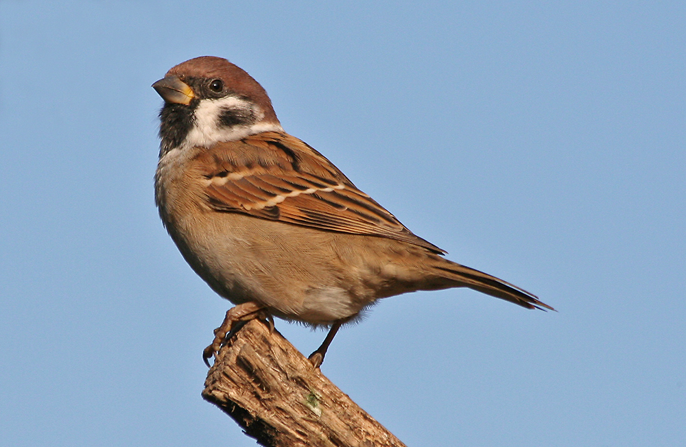 Passer montanus ist wie ich finde hübsch gezeichnet besonders am Kopf und...