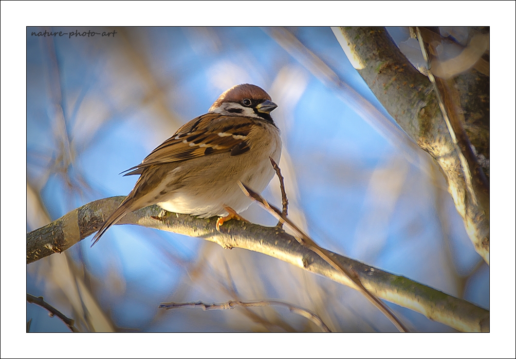 Passer montanus oder auch Feldsperling oder einfach Spatz