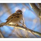 Passer montanus oder auch Feldsperling oder einfach Spatz