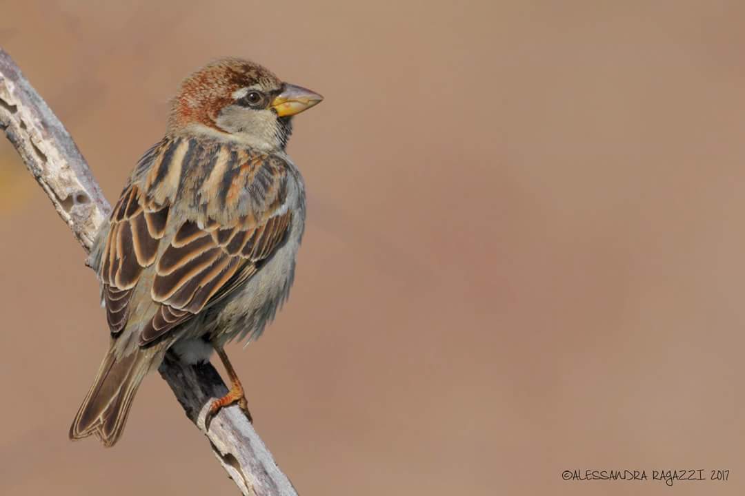 Passera di Malta (Passer hispaniolensis maltae)