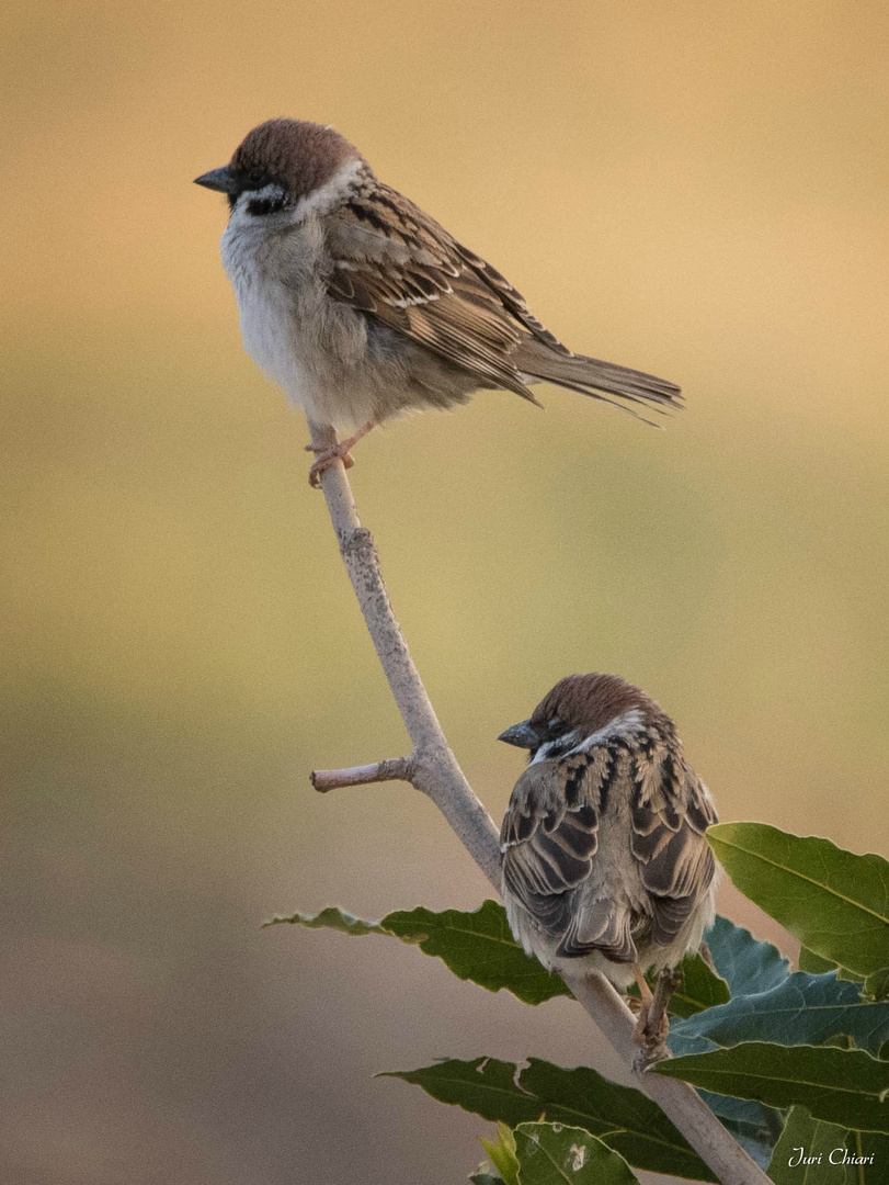 passera mattugia