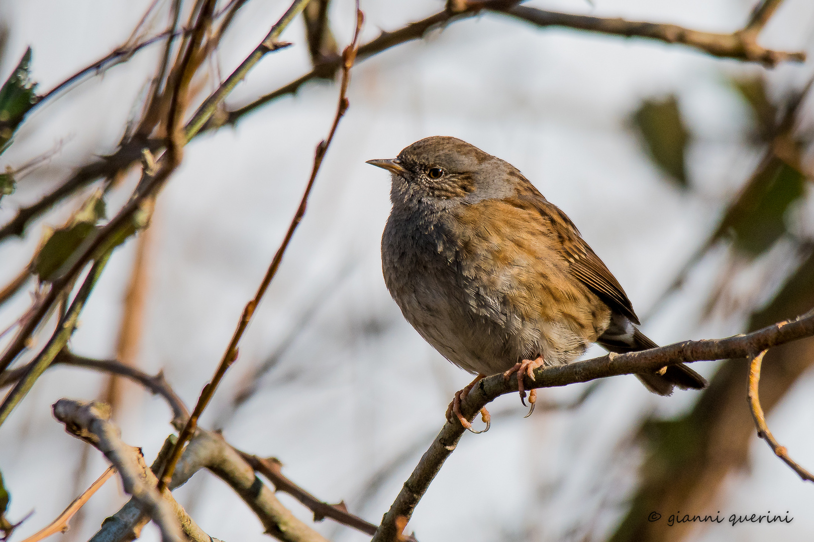 Passera scopaiola