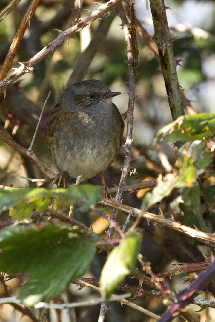 Passera scopaiola