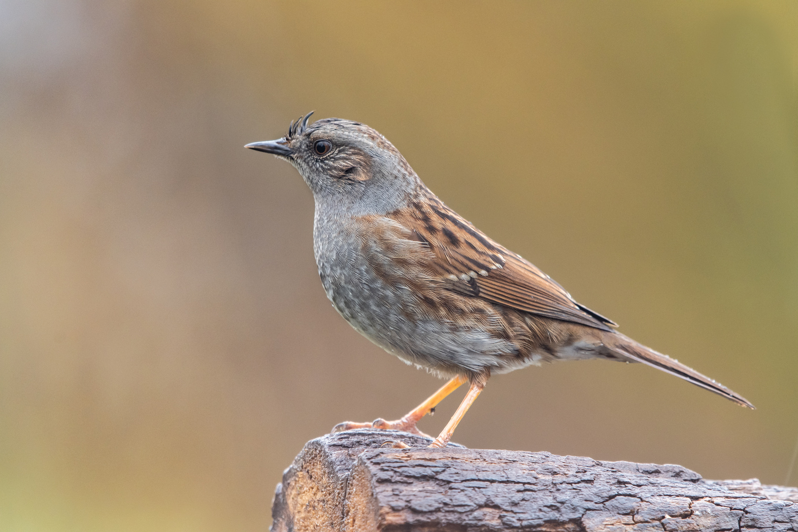 Passera Scopaiola