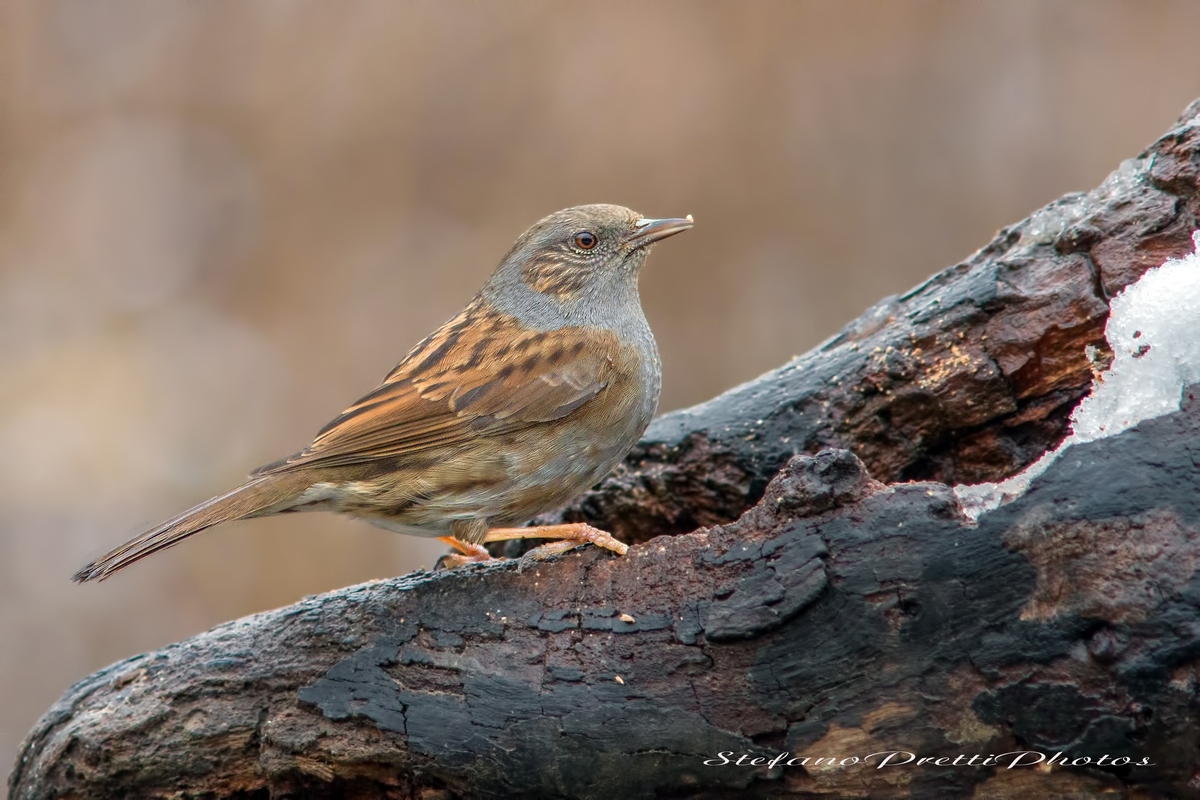 Passera scopaiola