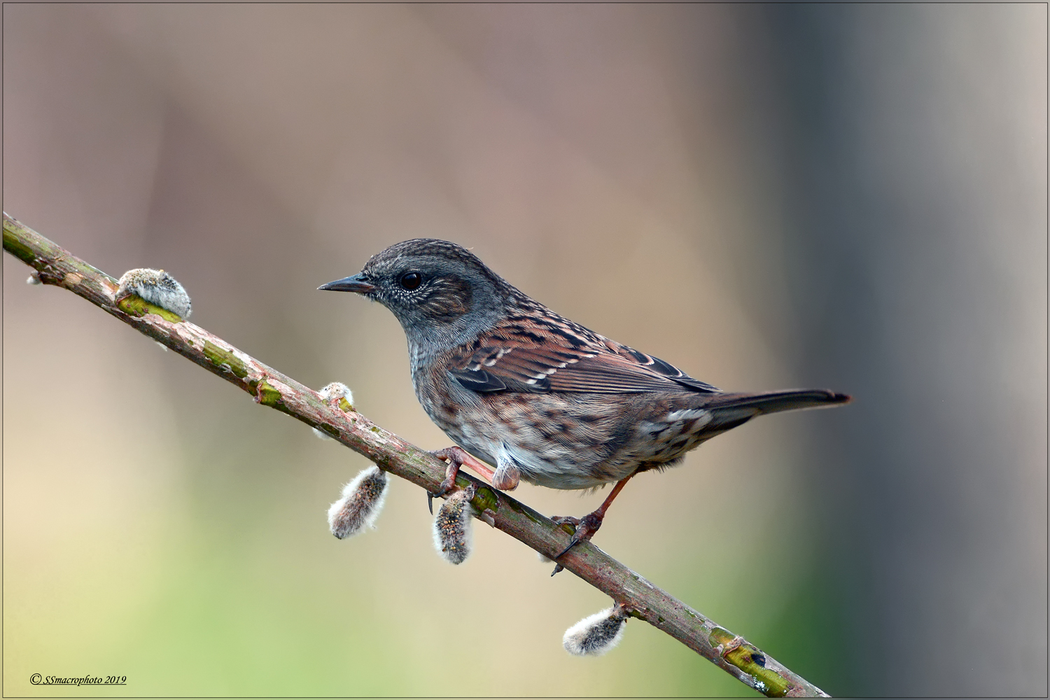 Passera-scopaiola--(Prunella-modularis)