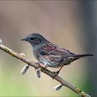 Passera-scopaiola--(Prunella-modularis)