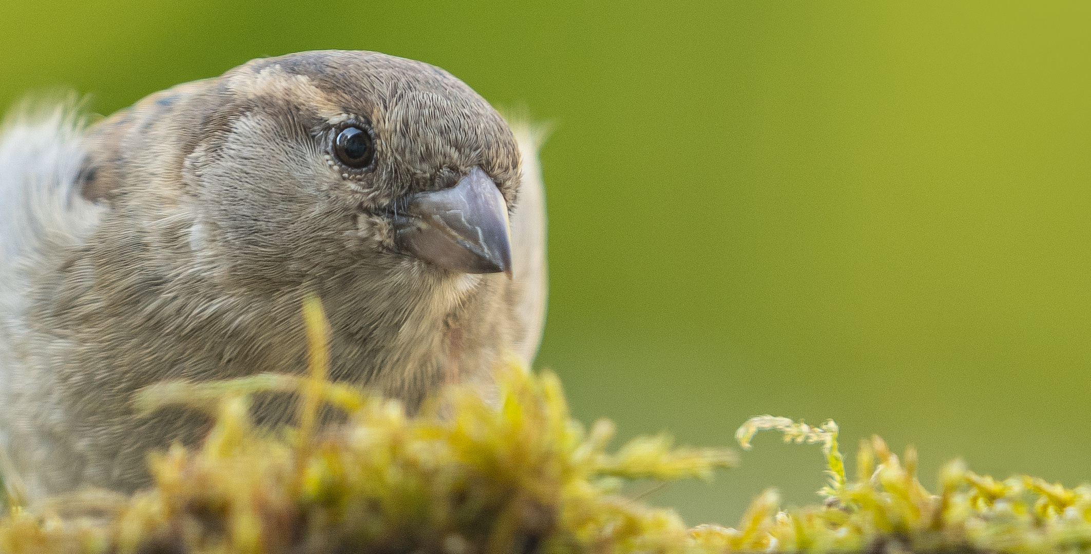 pasSerdomEsticus   