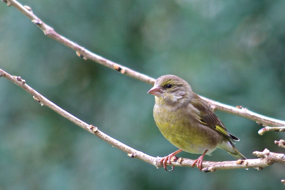 Passereaux de mon jardin photo et image | animaux, animaux sauvages