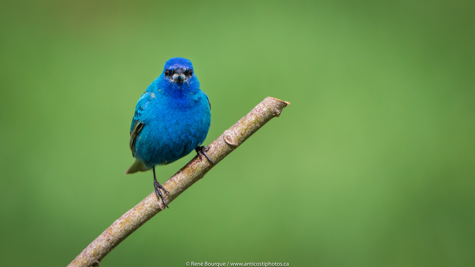 Passerin indigo 