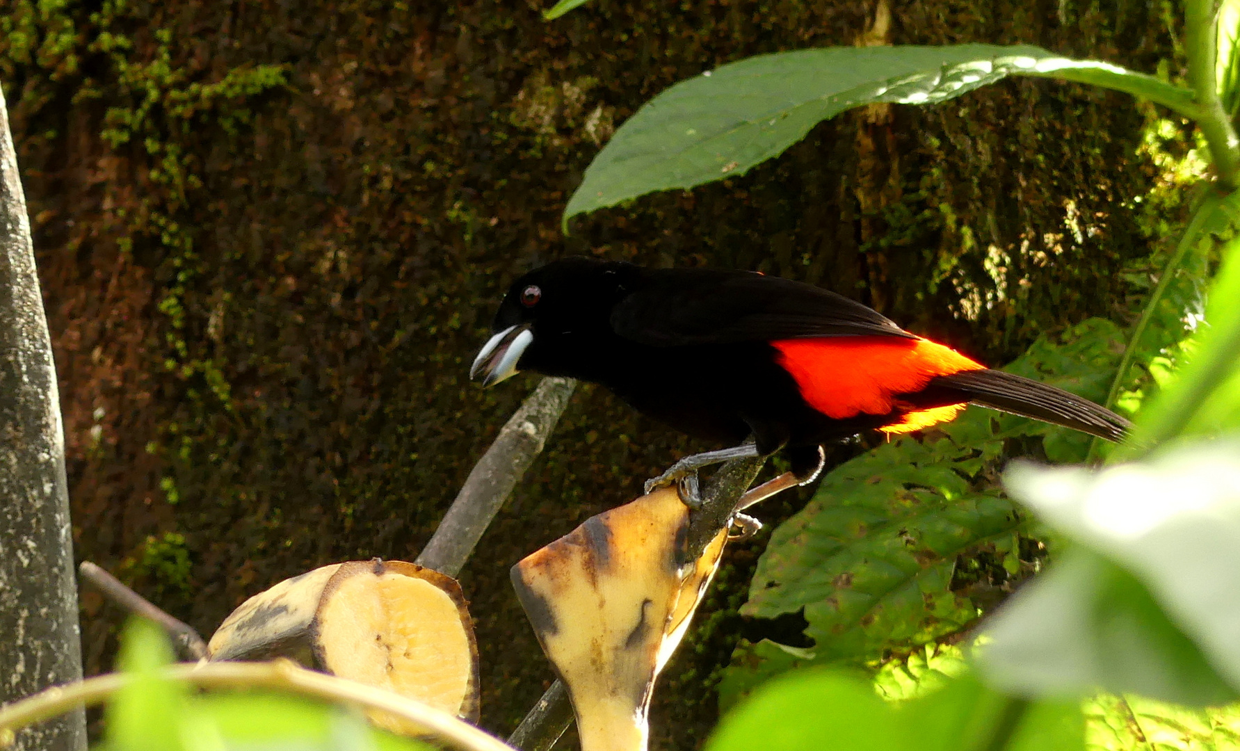 - Passerini's Tanager -