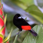 Passerinis`s Tanager (Singvogel)