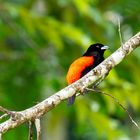 Passerinitangar im Regenwald Costa Ricas