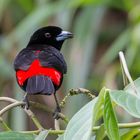 Passerinitangare (Ramphocelus passerinii) in der Nähe des Vulkans Arenal, Costa Rica