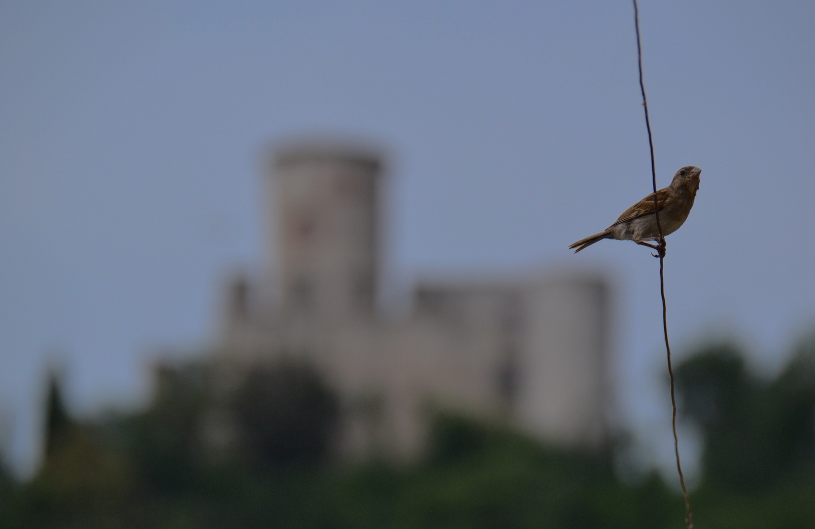 Passero a Montisola 