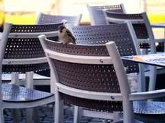 Passero al bar