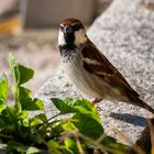 Passero nel verde