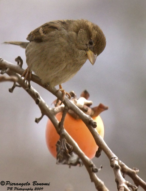 Passero solitario