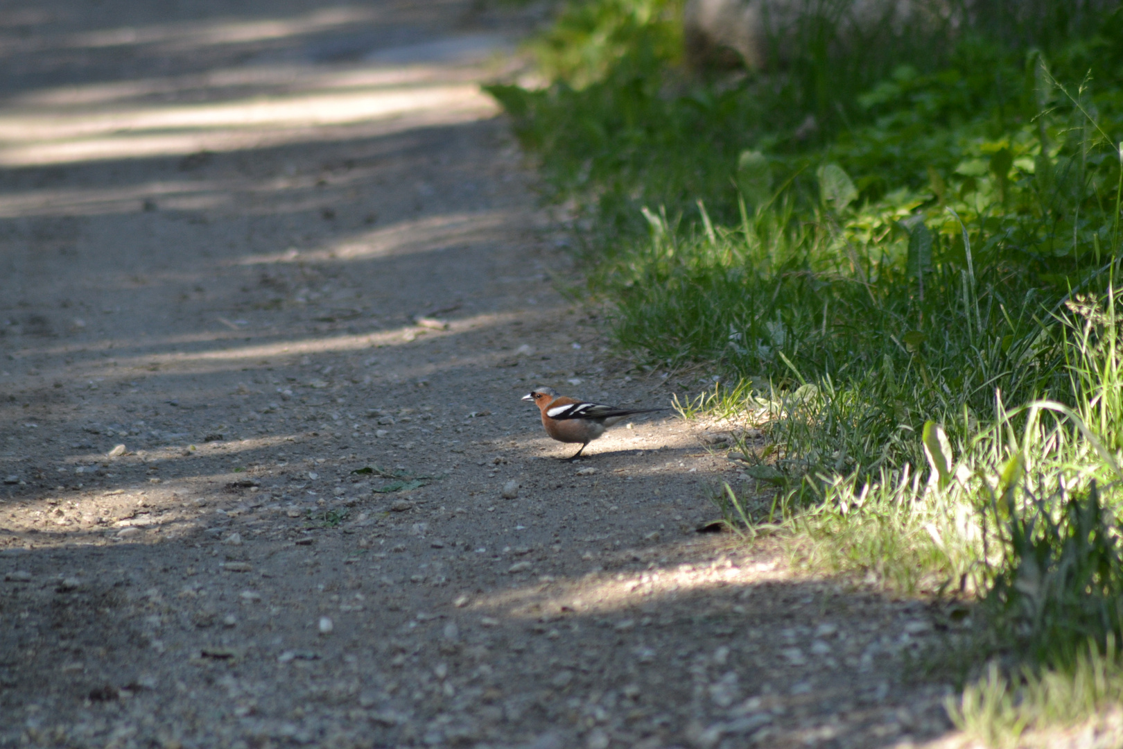 passero solitario