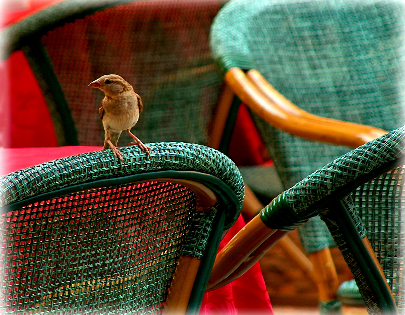 Passero Solitario