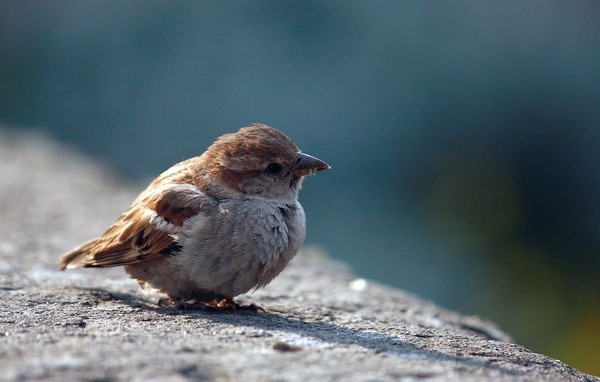 Passero solitario.