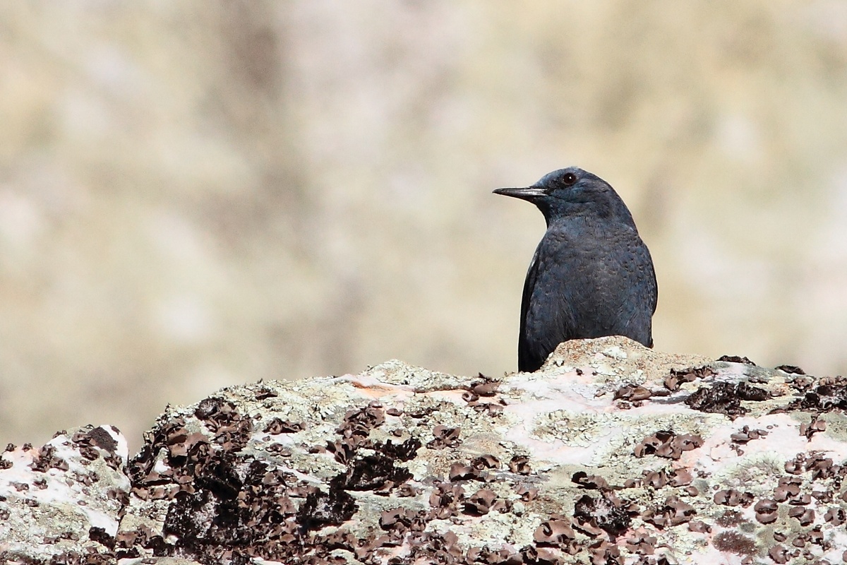 Passero solitario